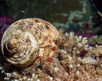 Aniculus erythaeus (Hairy Red Hermit Crab)