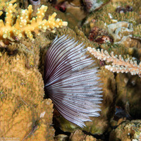 Sabellastarte sp.1 (Feather Duster Worm)