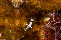 Goniodoridella sp.1 (Goniodoridella sp.1)