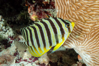 Paracentropyge multifasciata (Multi-Barred Angelfish)