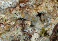 Alpheus sp.1 (White Saddle Snapping Shrimp)