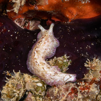 Pseudoceros goslineri (Gosliner's Flatworm)