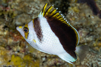 Chaetodon burgessi (Black and White Butterflyfish)