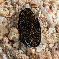 Thysanozoon nigropapillosum (Thysanozoon Nigropapillosum)