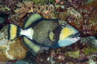 Balistoides viridescens (Titan Triggerfish)