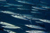 Sphyraena forsteri (Bigeye Barracuda)