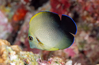 Acanthurus pyroferus (Mimic Surgeonfish)
