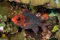 Sargocentron violaceum (Violet Squirrelfish)