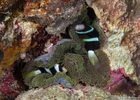 Stichodactyla mertensii (Merten's Carpet Anemone)