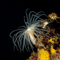 Entacmaea medusivora (Jellyfish-Eating Anemone)