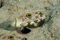 Signigobius biocellatus (Signal Goby)