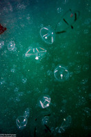 Mitrocoma cellularia (Cross Jelly)