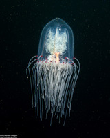 Scrippsia pacifica (Giant Bell Jelly)