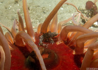 Oxylebius pictus (Painted Greenling)