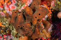 Amphimedon trindanea (Amphimedon Trindanea)