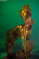 Macrocystis pyrifera (Giant Kelp)