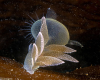 Melibe leonina (Lion's Mane Nudibranch)