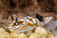 Doriprismatica atromarginata (Dark Margin Glossodoris)