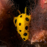 Phyllidia polkadotsa (Polka Dot Phyllidia)