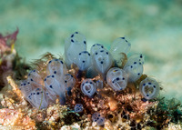 Clavelina moluccensis (Clavelina Moluccensis)