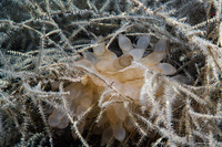 Sepioteuthis lessoniana (Bigfin Reef Squid)