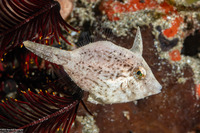 Paramonacanthus choirocephalus (Whiteblotch Filefish)