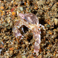 Leucosia sp.1 (Leucosia sp.1)