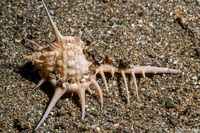 Murex tribulus (Caltrop Murex)