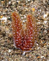 Phoronopsis harmeri (Harmer's Horseshoe Worm)