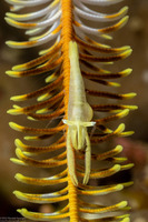 Family Bopyridae (Bopyrid Parasite)