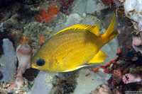 Chromis analis (Yellow Chromis)