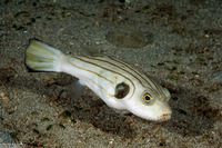 Arothron manilensis (Striped Puffer)
