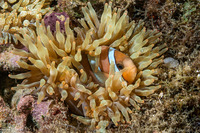 Entacmaea quadricolor (Bubble-Tip Anemone)