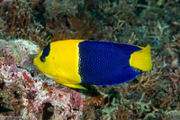 Centropyge bicolor (Bicolor Angelfish)