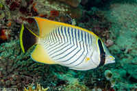 Chaetodon trifascialis (Chevroned Butterflyfish)
