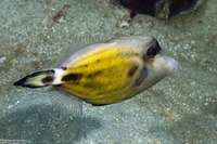 Cantherhines fronticinctus (Spectacled Filefish)