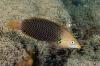 Halichoeres podostigma (Axilspot Wrasse)