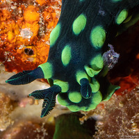 Nembrotha cristata (Crested Nembrotha)