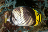 Chaetodon vagabundus (Vagabond Butterflyfish)