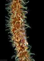 Bryaninops yongei (Wire Coral Goby)
