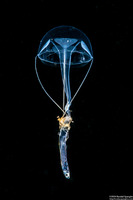 Geryonia proboscidalis (Geryonia Proboscidalis)
