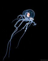 Wunderpus photogenicus (Wunderpus)