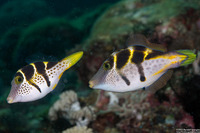 Paraluteres prionurus (Mimic Filefish)