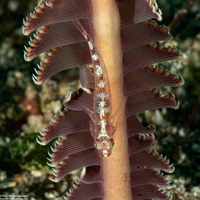 Pleurosicya mossambica (Common Ghostgoby)