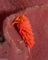 Favorinus mirabilis (Wonderful Favorinus)