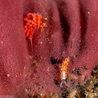 Favorinus tsuruganus (Ringed Favorinus)