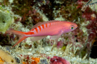 Pseudanthias lori (Lori's Anthias)