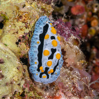 Phyllidia coelestis (Celestial Phyllidia)