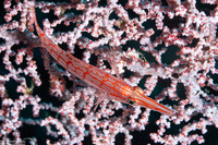 Oxycirrhites typus (Longnose Hawkfish)