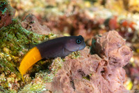 Ecsenius bicolor (Bicolor Coralblenny)